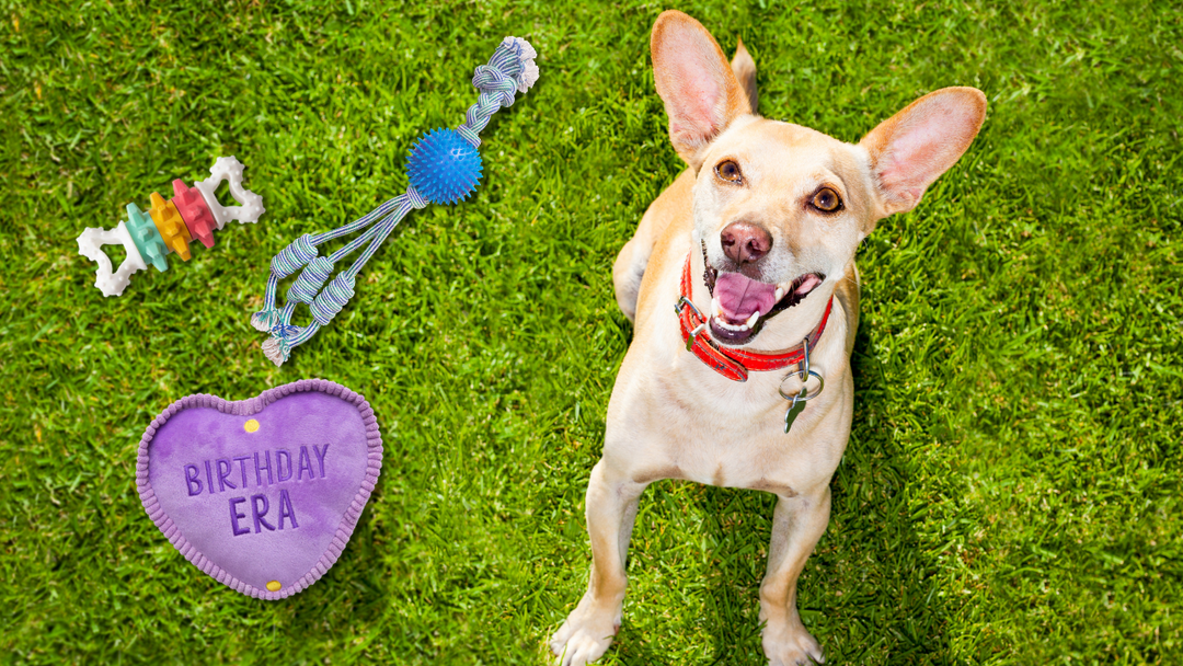 Top 5 Dog Toys in 2025 – Fun Picks Your Pup Will Love