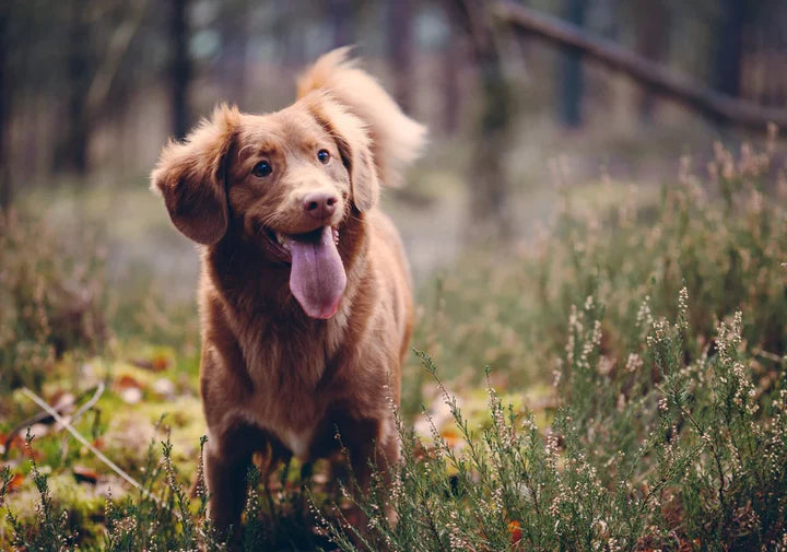 DECODING CANINE HELPFULNESS: HOW DOGS KNOW TO ASSIST HUMANS