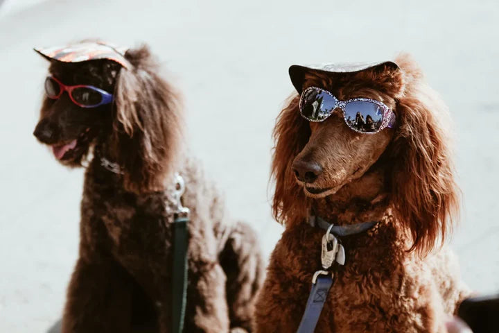 CREATE AN INSTAGRAM ACCOUNT FOR YOUR FURRY FRIEND!