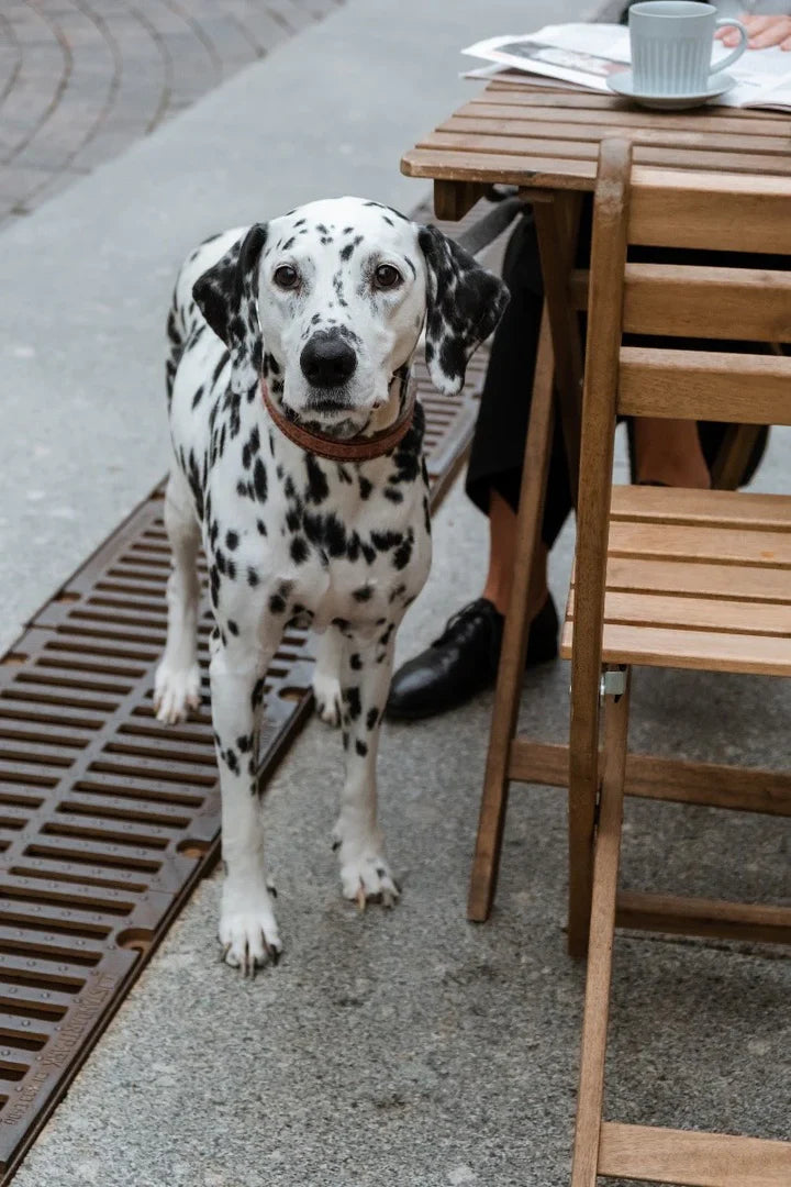 DOG FRIENDLY CITIES: A WOOF-WORTHY GUIDE