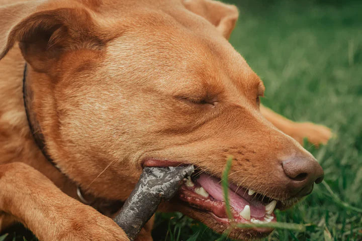 TOP 6 DOG BREEDS THAT ARE THE BIGGEST CHEWERS!